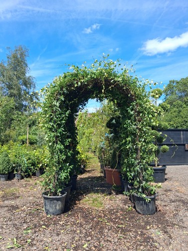Jasmine wedding arch garden - jasmine,